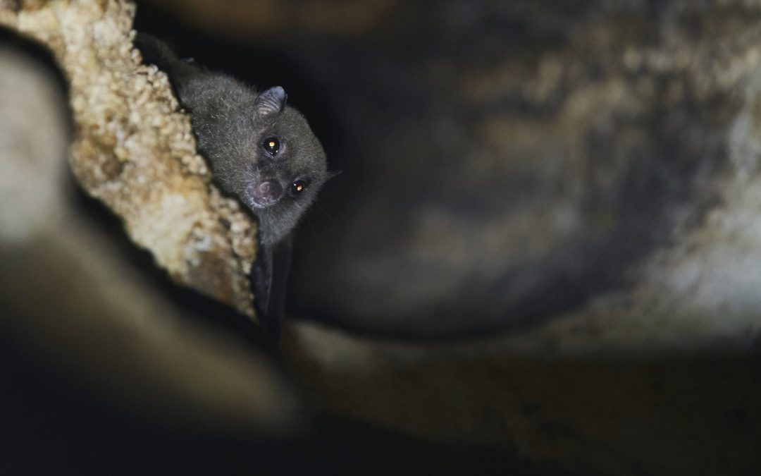 Economie en ecologie hoeven elkaar niet in de weg te zitten