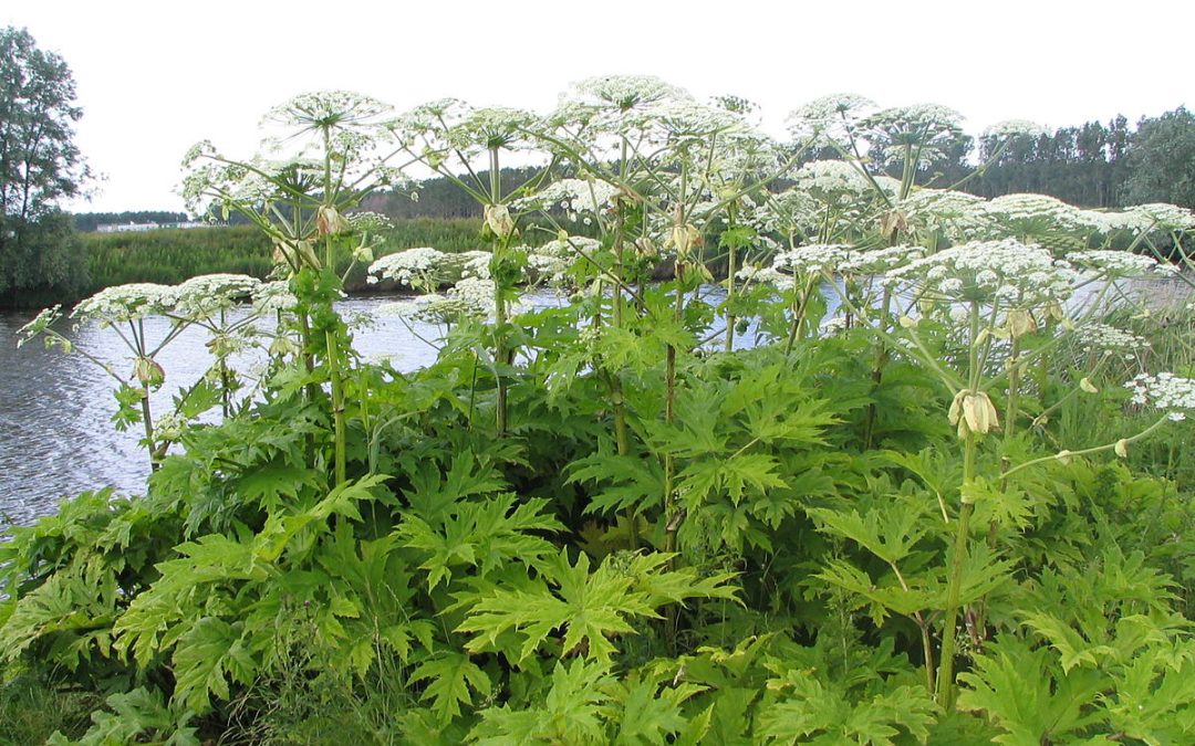Gemeenten belangrijk bij bestrijding invasieve exoten