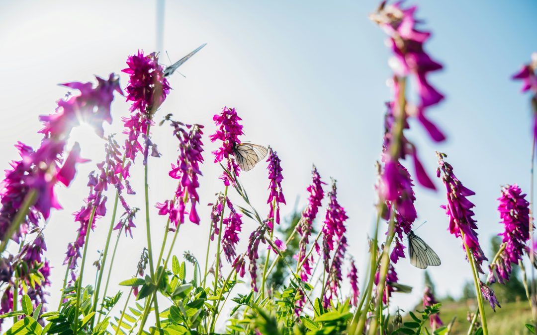 Voorjaarscongres 2026